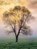Lone Tree In Foggy Sunrise_23815